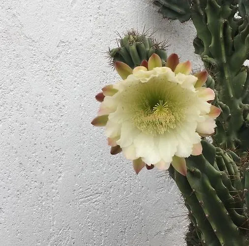 Masseria Fabrizio Hotell